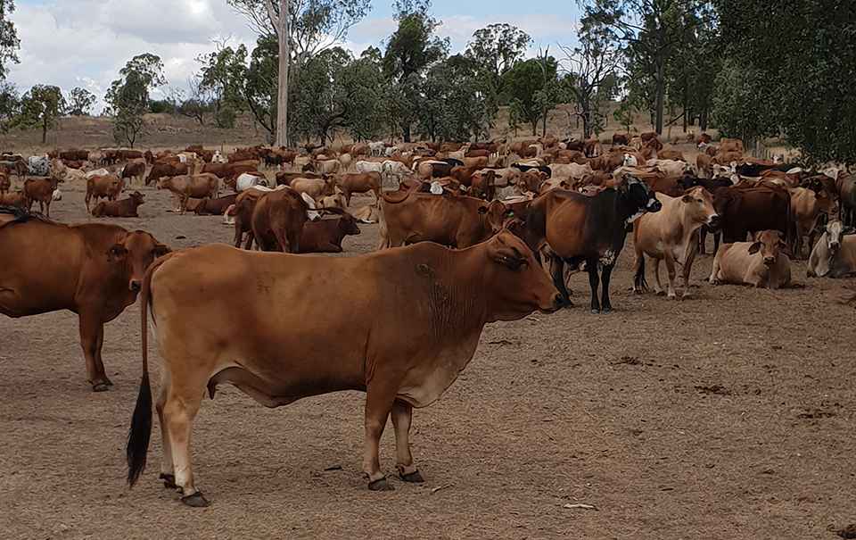 Bos Indicus Cross Cows & Calves