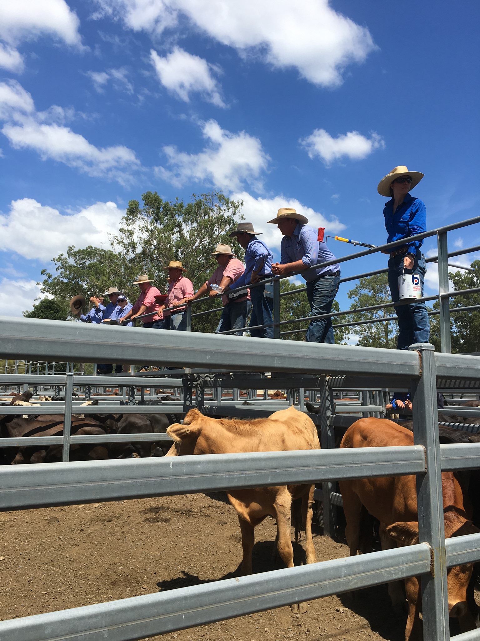 Scenic Rim Store Sale Beaudesert Gilliland Livestock Marketing
