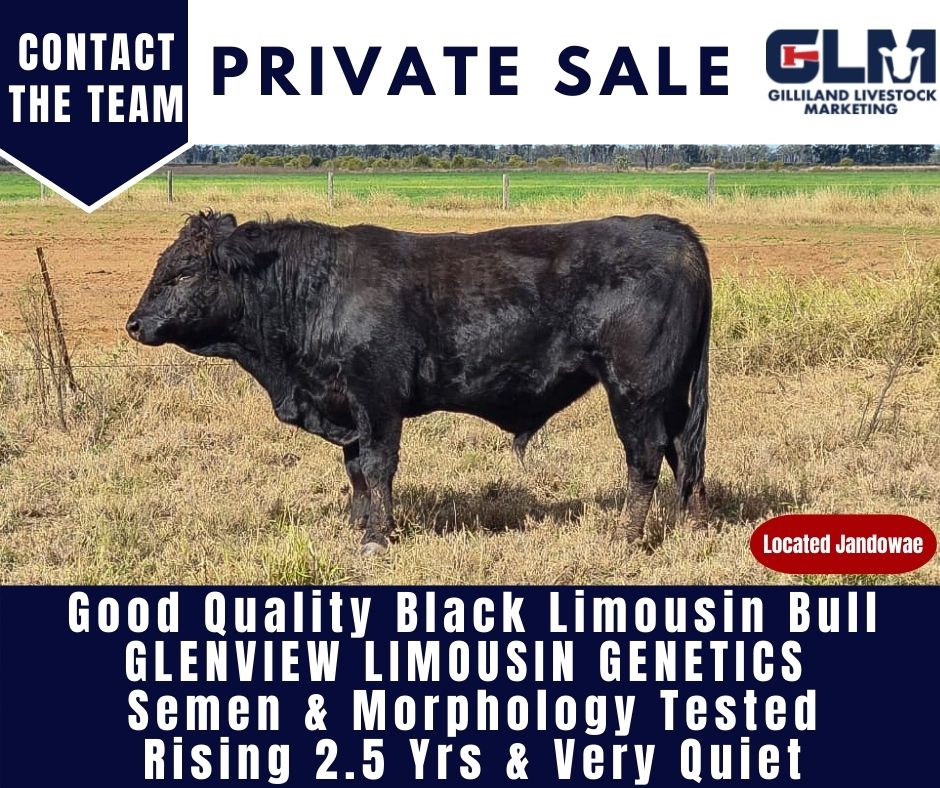 Limousin Bull Private Sale